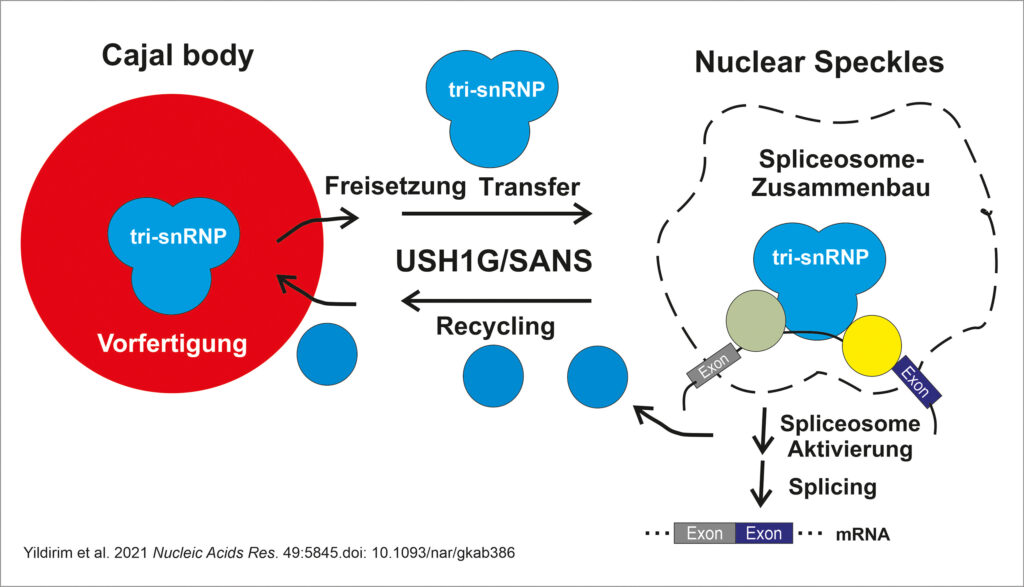 SANS is essential for the release of tri-snRNPs from the Cajal bodies and their transfer to the nuclear speckles. There the spliceosome is assembled and subsequently activated. Therefore, SANS plays a crucial role in correct pre-RNA splicing as a whole. (ill./©: Uwe Wolfrum)