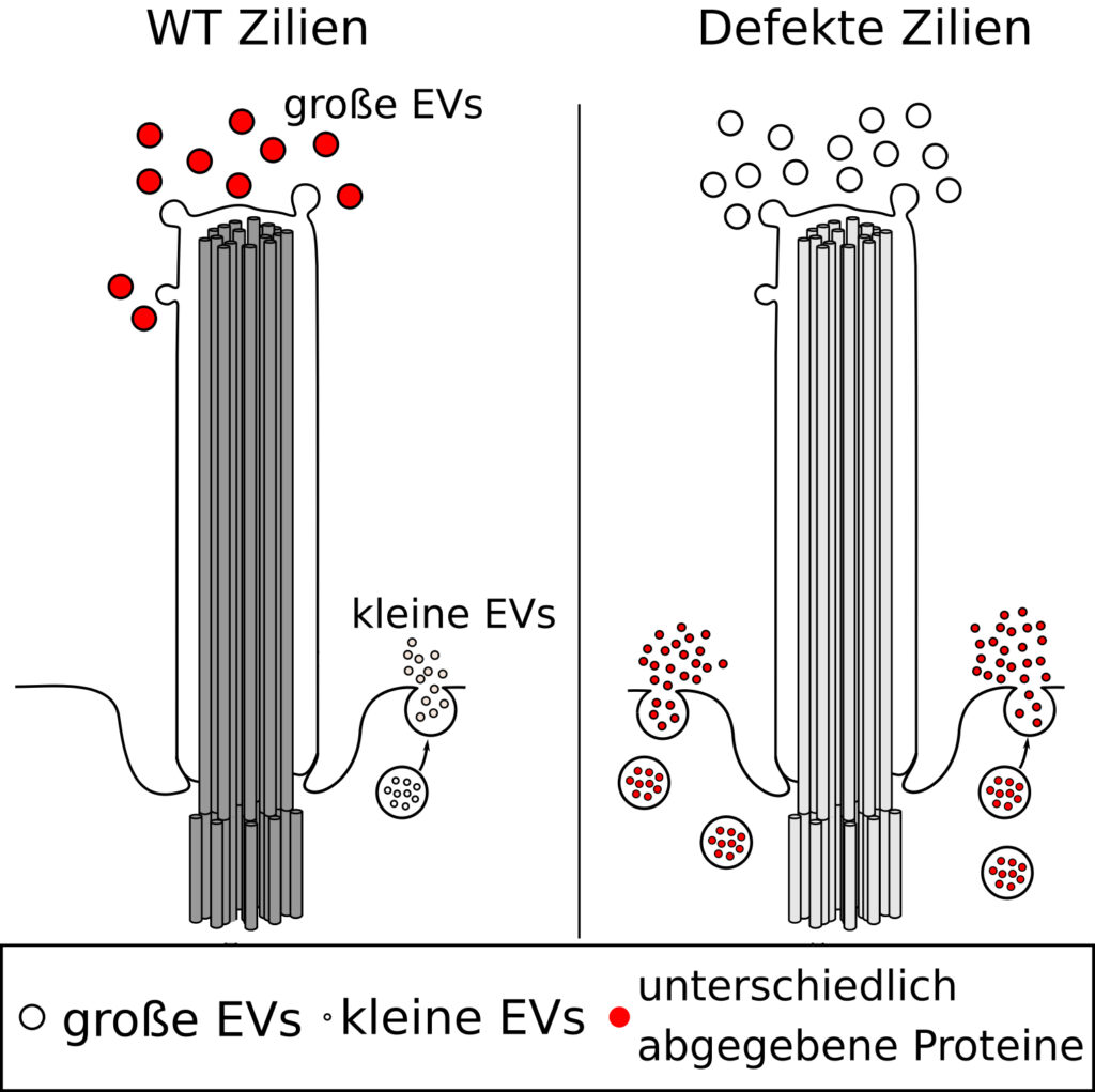 A malfunctioning cilium (r.) releases smaller extracellular vesicles (EV) instead of the larger ones secreted by a normally functioning cilium (l.). (ill./©: Viola Kretschmer)