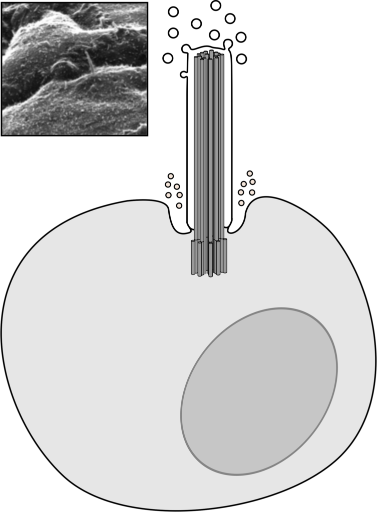 Sketch of a cell with a primary cilium together with an image of a primary cilium taken using a microscope (top left) (ill./©: Helen May-Simera and Viola Kretschmer)