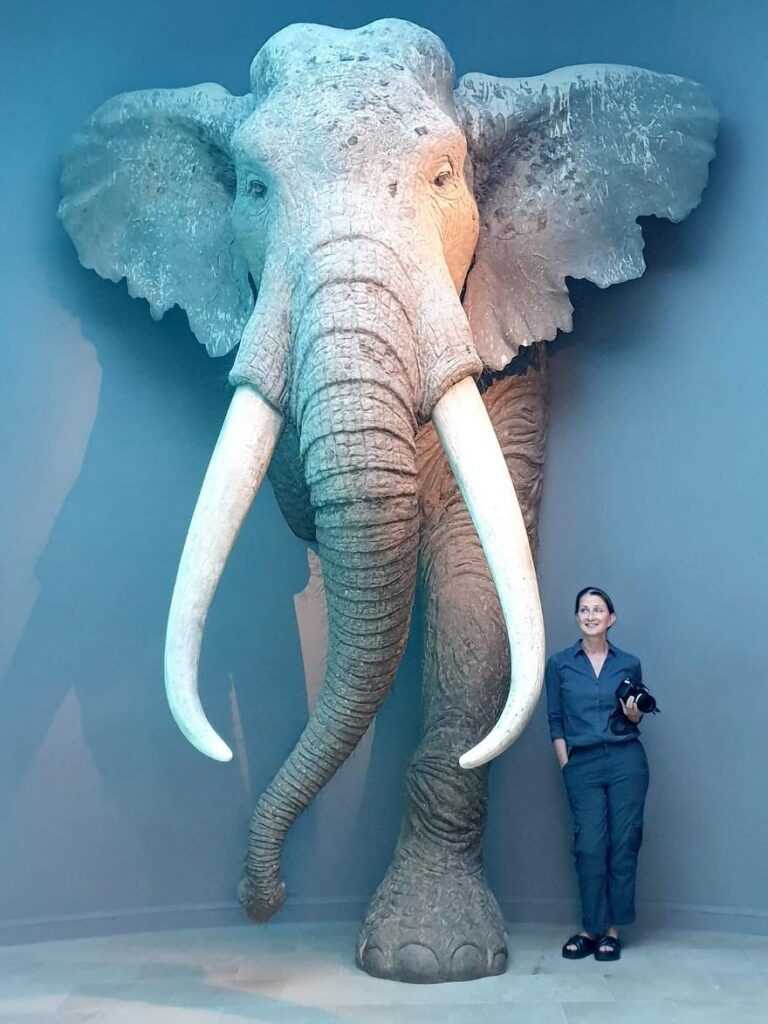 Professor Sabine Gaudzinski-Windheuser standing next to a life-size reconstruction of an adult male European straight-tusked elephant (Palaeoloxodon antiquus) in the State Museum of Prehistory in Halle (photo/©: Lutz Kindler, LEIZA)