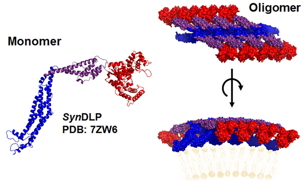 SynDLP, the dynamin-like protein of the cyanobacterium Synechocystis, forms highly ordered oligomeric structures that bind to membranes. (ill./©: Lucas Gewehr, Dirk Schneider)