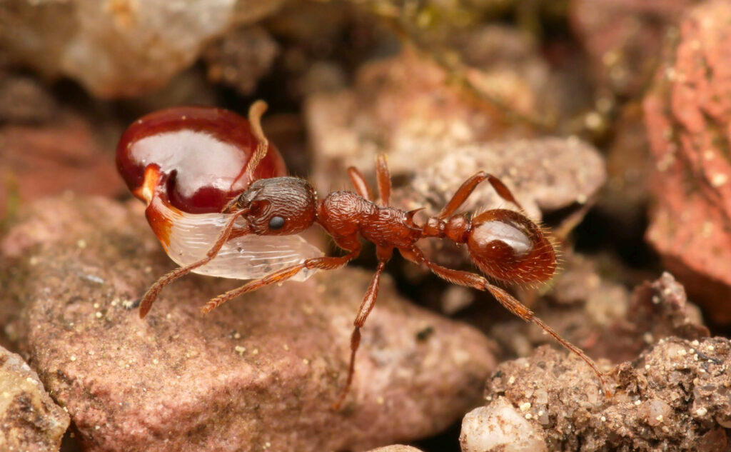 A common red ant (Myrmica rubra) worker carrying a seed of the hollowroot plant (Corydalis cava). The dispersal of seeds is one the many positive effects that ants have in ecosystems. (photo/©: Philipp Hönle)