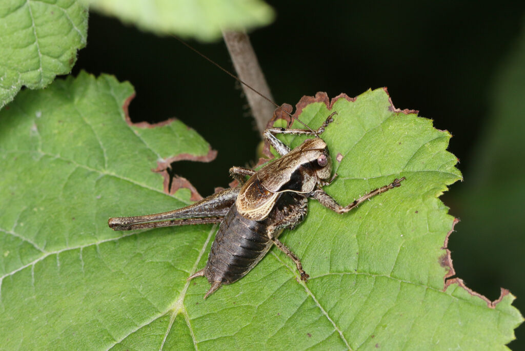 The dark bush-cricket Pholidoptera griseoaptera is one of the many declining insect species in Central Europe. (photo/©: Beat Wermelinger)