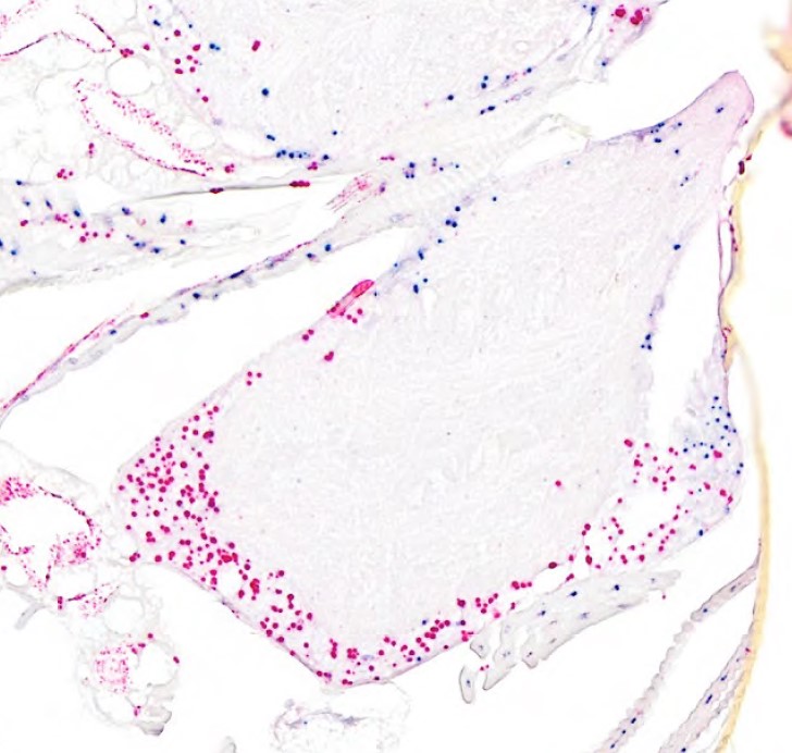 A longitudinal section of the brain of a chimeric male yellow crazy ant with maternal (pink) and paternal (blue) genomes in situ hybridization: The male tissue consists of large cell clusters carrying only maternal or paternal genomes. (photo/©: Hugo Darras)