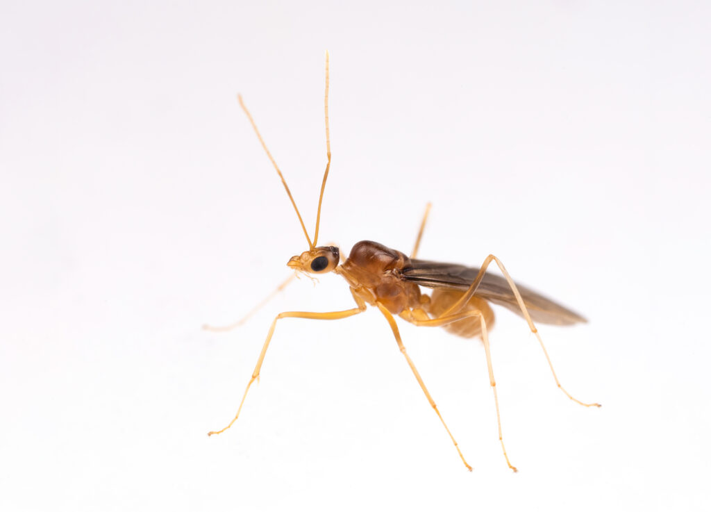 A male yellow crazy ant (<i>Anoplolepis gracilipes</i>) (photo/©: Hugo Darras)