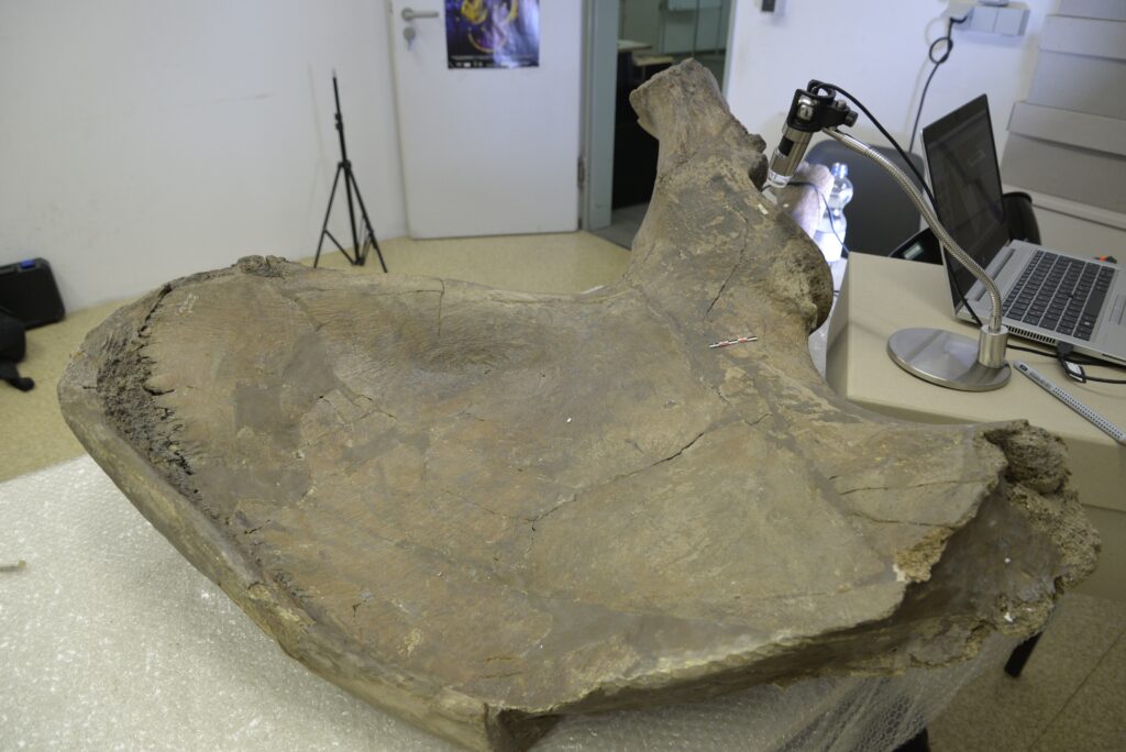 Pelvic bone of a Palaeoloxodon antiquus found in Gröbern (photo/©: Lutz Kindler, LEIZA)