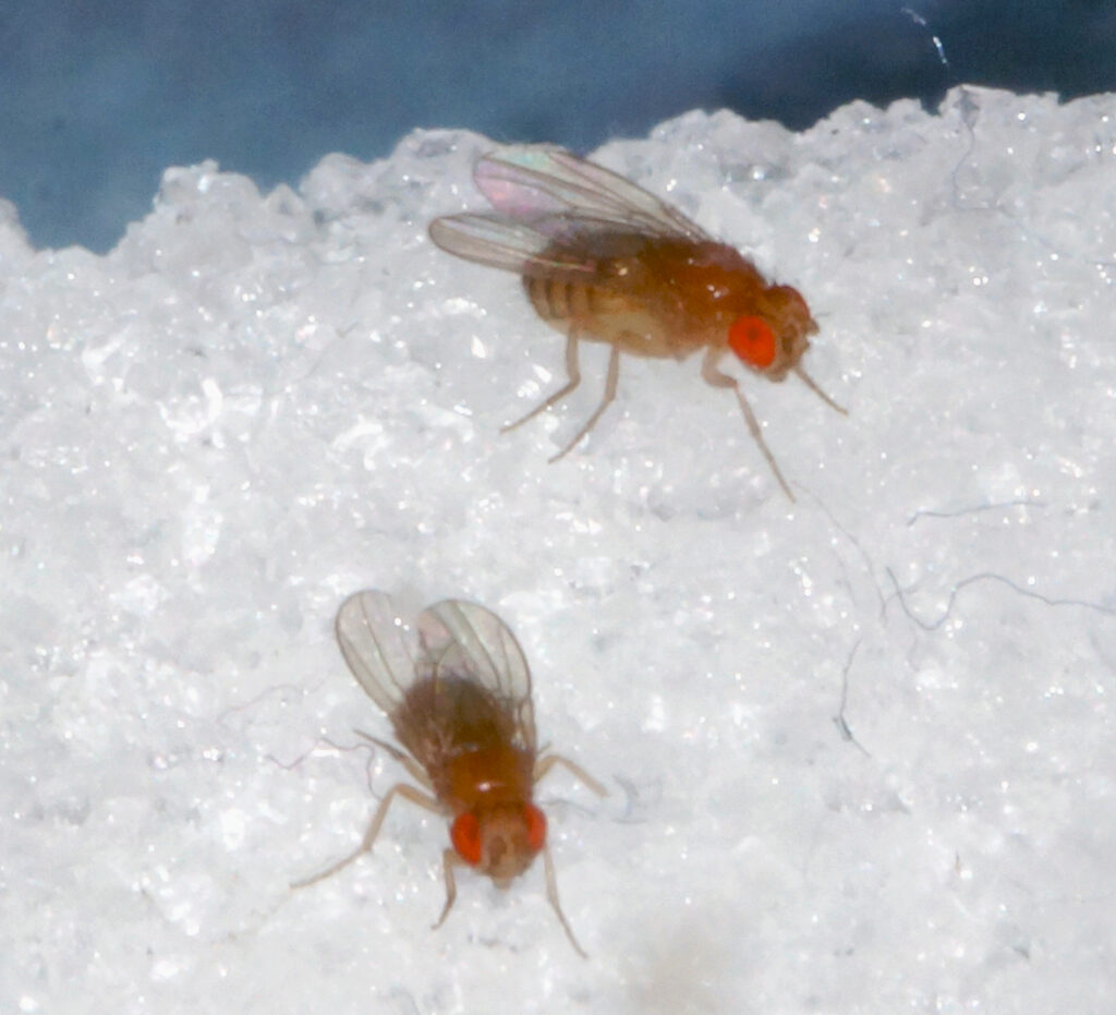 The uptake of sugar and adaptogens can alleviate and even prevent depression-like states in the fruit fly Drosophila. (photo/©: Tim Hermanns)