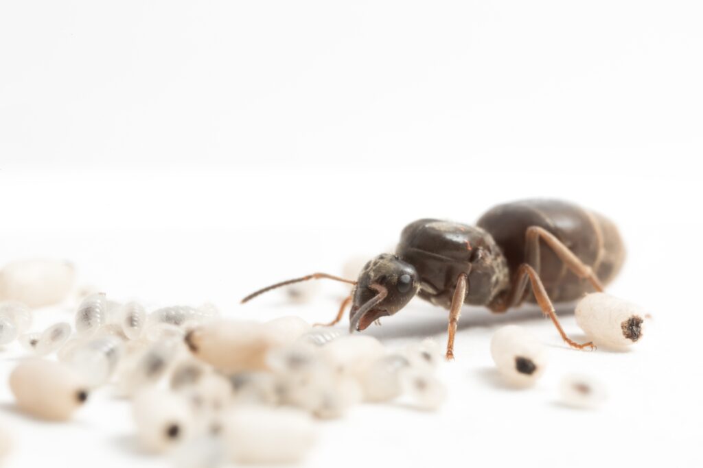 A black garden ant queen caring for her brood (photo/©: Romain Libbrecht)