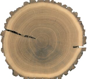 Cross-section through the trunk of an oak showing the annual growth rings (photo/©: Ulf Büntgen)