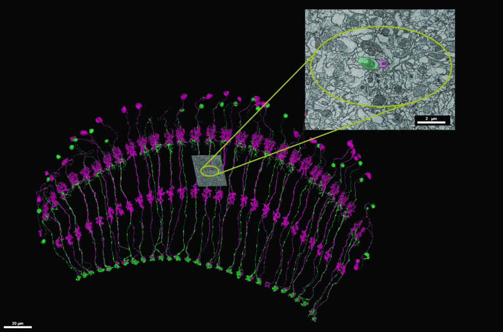 Repetitively arranged Tm neurons in the visual system of the fruit fly: The small section is an image prepared using an electron microscope with two of the axons highlighted in color. (photo/©: Marion Silies)