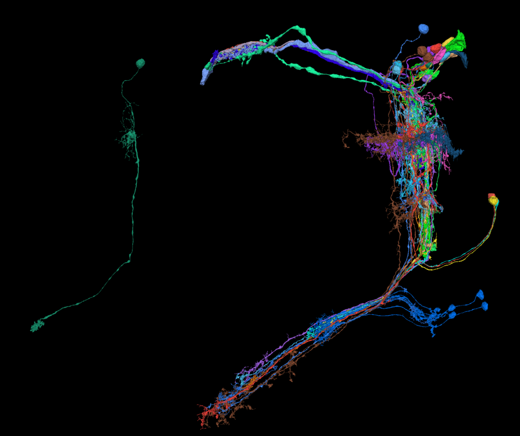 An isolated Tm9 cell (left) and with all its presynaptic neurons, reconstructed with aid of FlyWire.ai (right). (photo/©: Marion Silies)