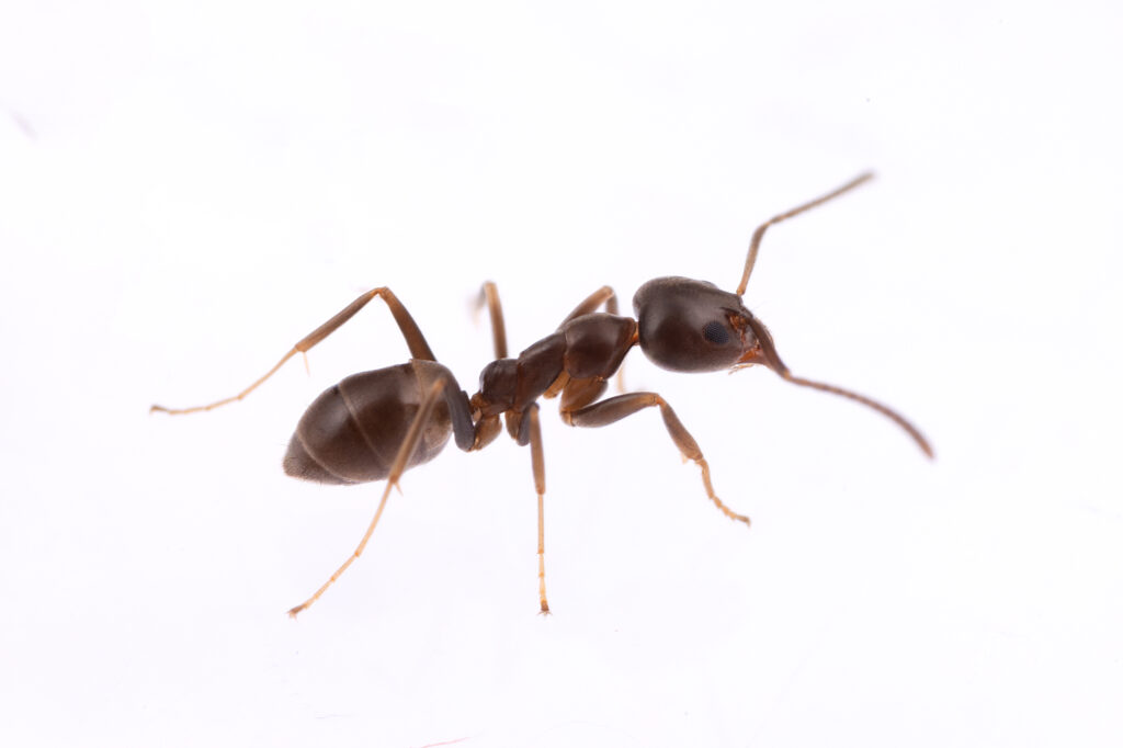 A female Argentine worker ant (photo/©: Hugo Darras & Qiaowei Pan)