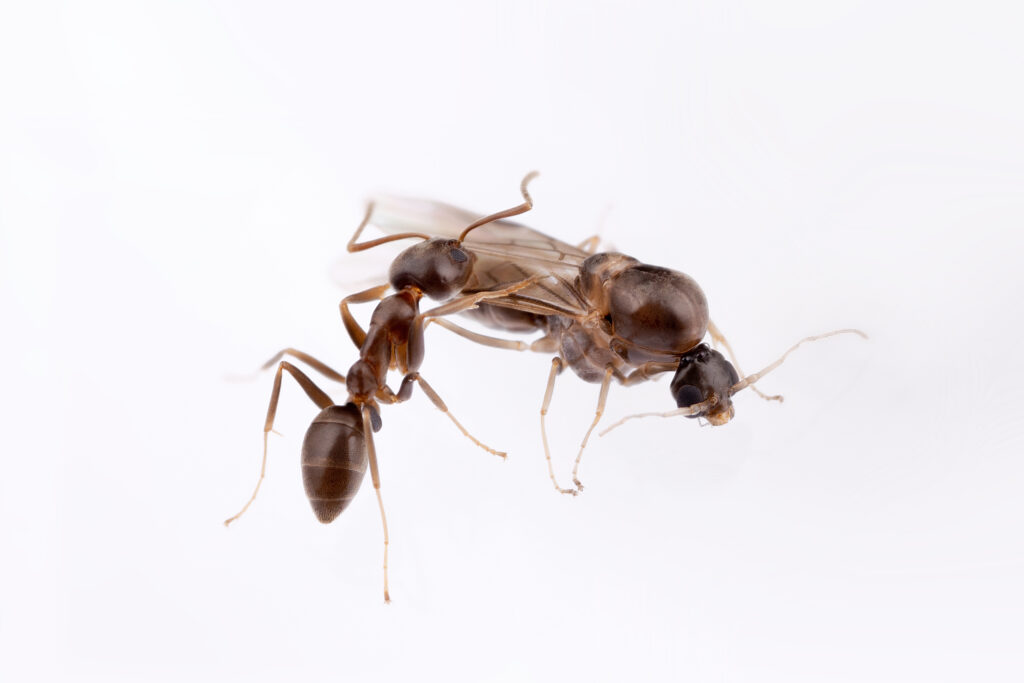 A female Argentine worker ant (left) and a male Argentine ant (right) (photo/©: Hugo Darras & Qiaowei Pan)