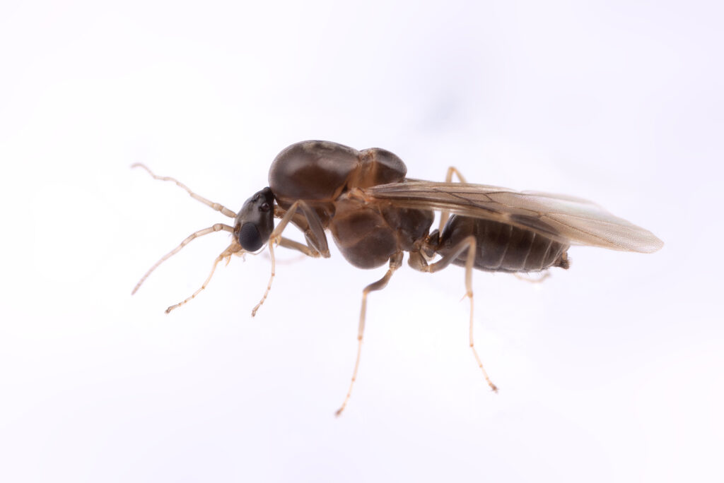 A male Argentine ant (photo/©: Hugo Darras & Qiaowei Pan)