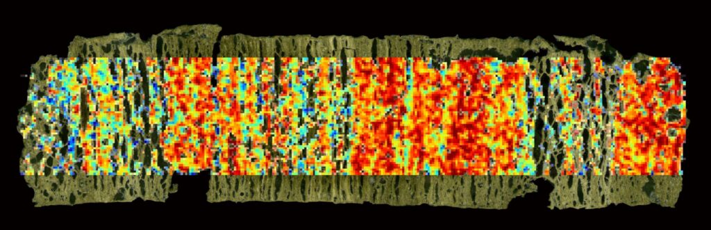 Mass spectrometry image of a 5-centimeter-long sediment sample obtained from the Mediterranean Sea. The heat map indicates the spatial distribution of an alkenone-based climate proxy for sea surface temperature reconstruction on the sediment surface. Each pixel corresponds to an individual measurement at the resolution of 200 µm, where red colors represent warmer temperatures and blue colder. (photo/©: Igor Obreht)