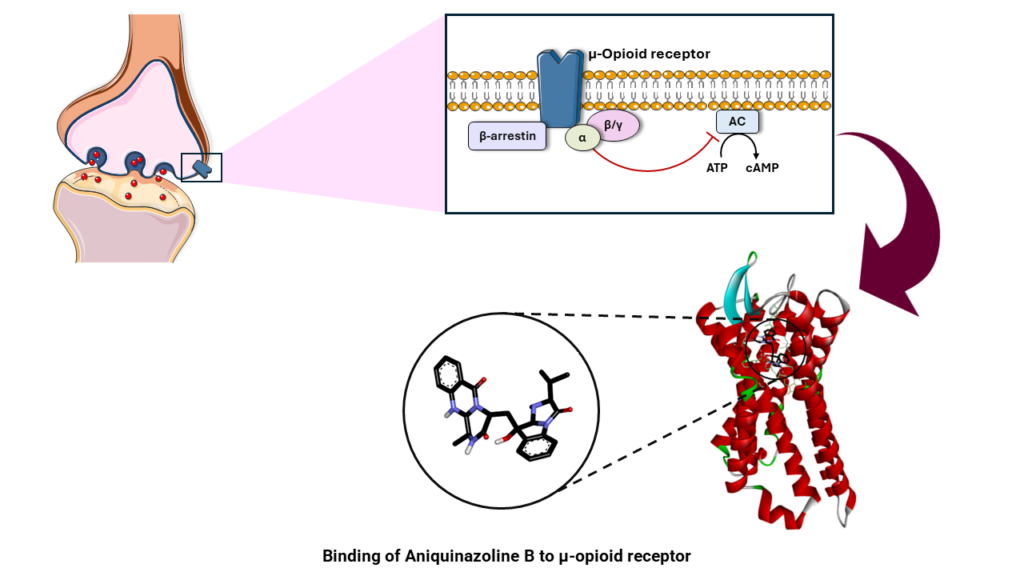 Presentation of the binding of aniquinazoline B to an opioid receptor (ill.: Mohamed Elbadawi)