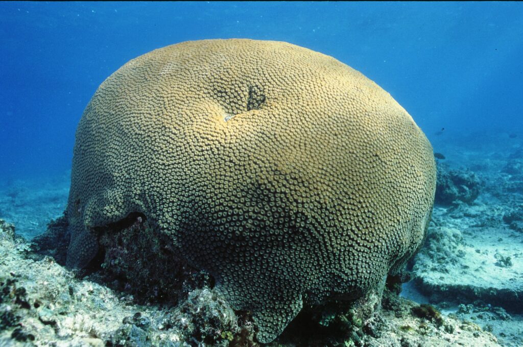 A coral of the species Diploastrea heliopora, commonly known as the honeycomb or brain coral (photo/©: Joel Orempuller)