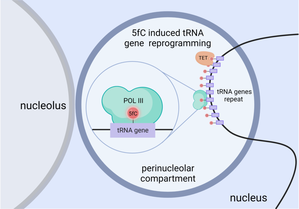 5fC activates genes in the early embryo. (ill./©: IMB)