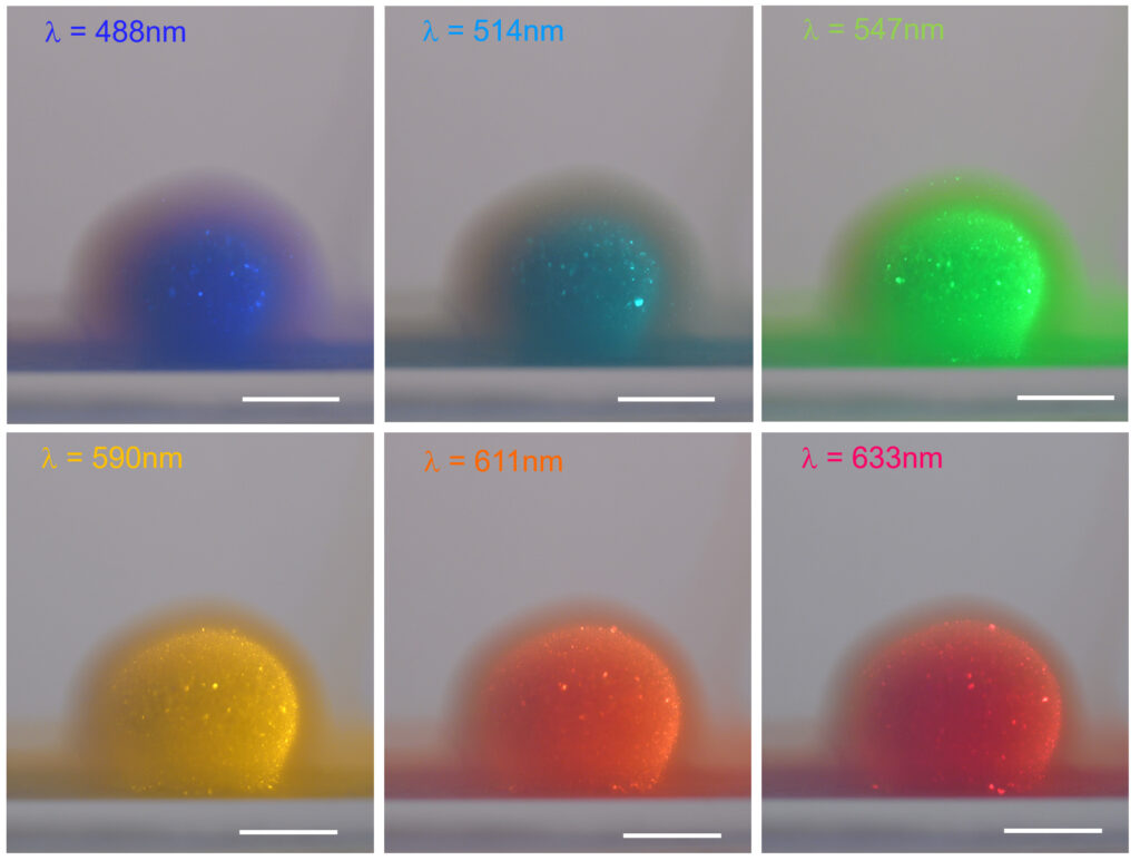 A crystalline drop 240 seconds after being added to a suspension medium under monochromatic illumination at various colors. The multiple light scattering effects at each color transition from blue to red as density decreases. The crystalline drop thus consists of concentric layers at differing densities, whereby density is reduced from inner to outer layers. (The scale bar is equivalent to one millimeter.) (photo/©: Josefine von Puttkamer-Luerssen / JGU)