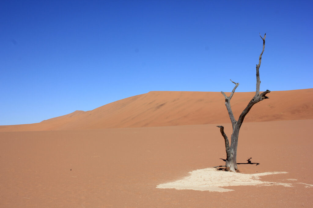 The Deadvlei in the Namib Desert in Namibia back in 2014: Despite their very deep roots, a thick layer of lime deposits on the surface prevented the trees from reaching water. They died centuries ago. (photo/©: Robert Reinecke)