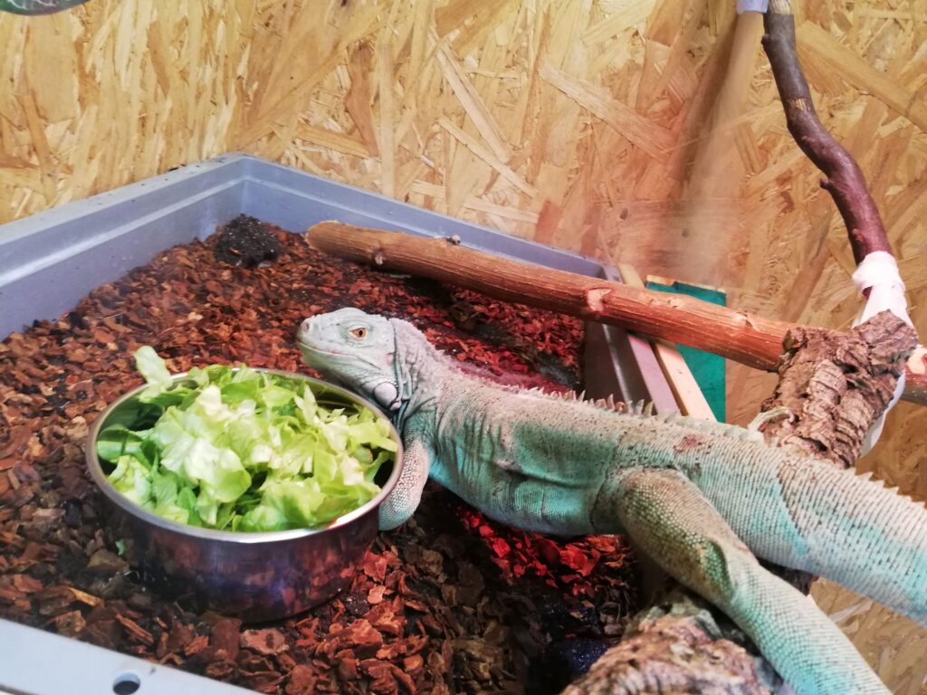 A green iguana, enjoying a bowl of salad (photo/©: Daniela Winkler)