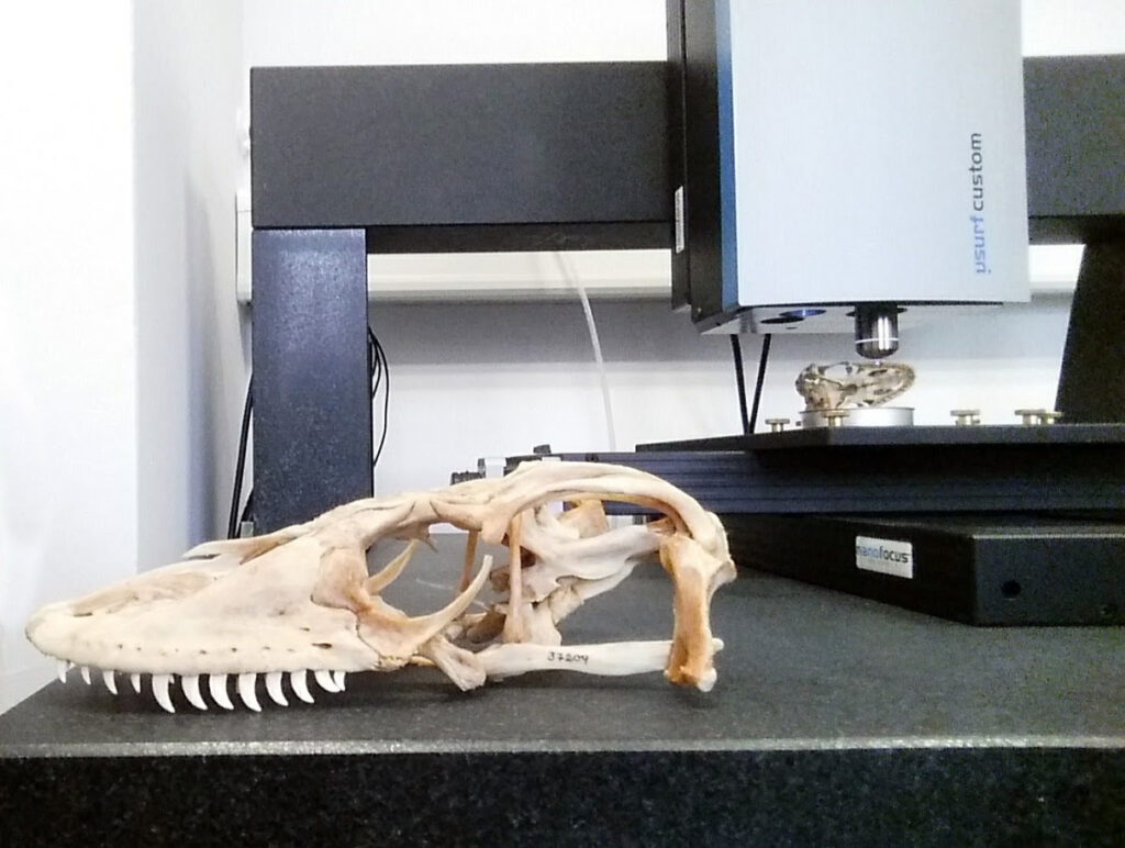 Upper skull of a green iguana: The µSurf confocal microscope in the background can be used to detect traces left by nutrition on tooth surfaces. (photo/©: Daniela Winkler)