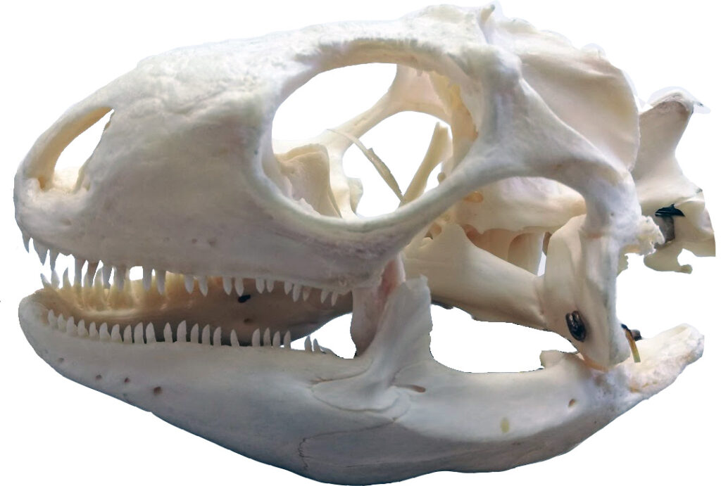 Skull of a green iguana (<em>Iguana iguana</em>) (photo/©: Daniela Winkler)