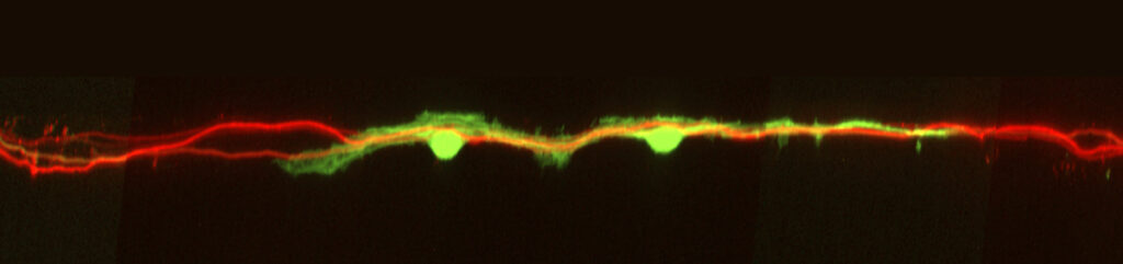 Green Schwann cells myelinating red sensory axons in a microfluidic chamber model (photo/©: Adrien Vaquié)