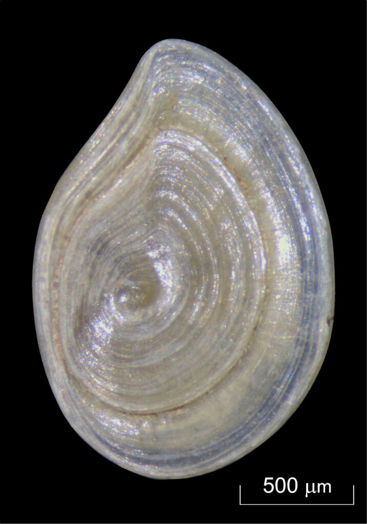 The sediment of the Spear Horizon contains small freshwater snails of the genus Bithynia. Their opercula were biochemically analyzed for the study. (photo/©: Ellie Nelson)