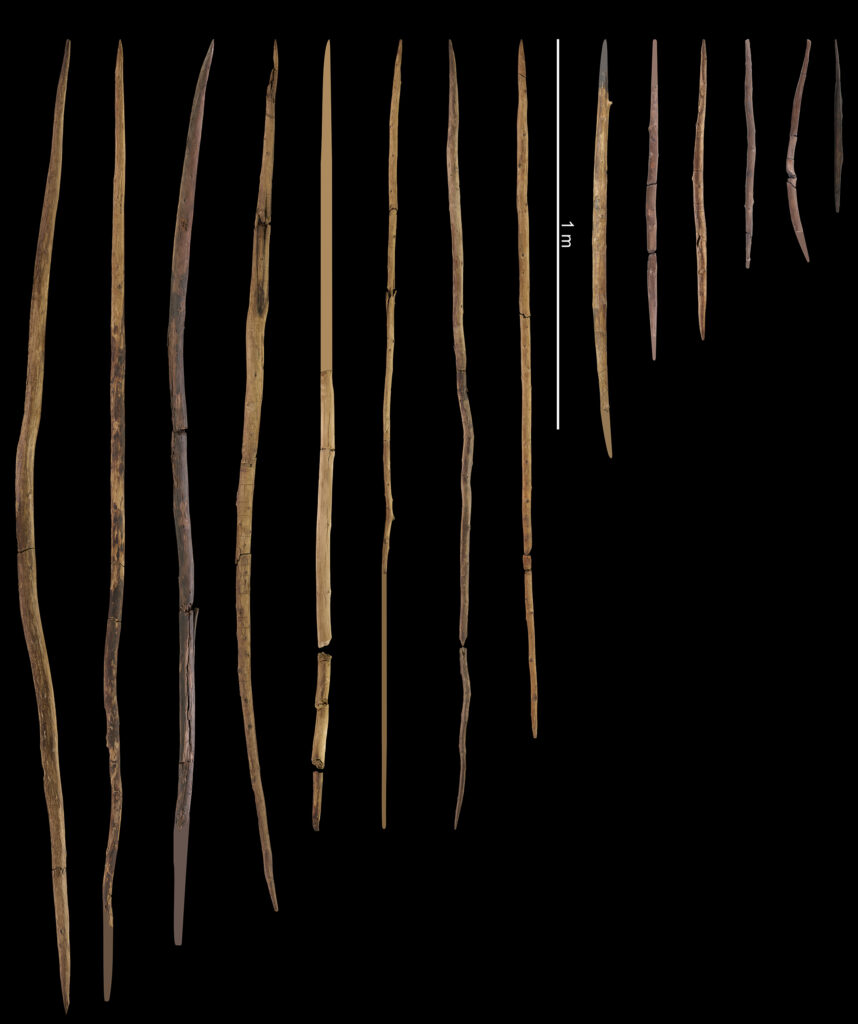Arsenal of Neanderthal weaponry found at Schöningen in Germany: spears (left) and double-pointed sticks (right), likely for throwing, discovered at the Schöningen Spear Horizon, with reconstructed fragments (photo/©: MINKUSIMAGES, Christa Fuchs, Matthias Vogel / With kind permission of Niedersächsisches Landesamt für Denkmalpflege)