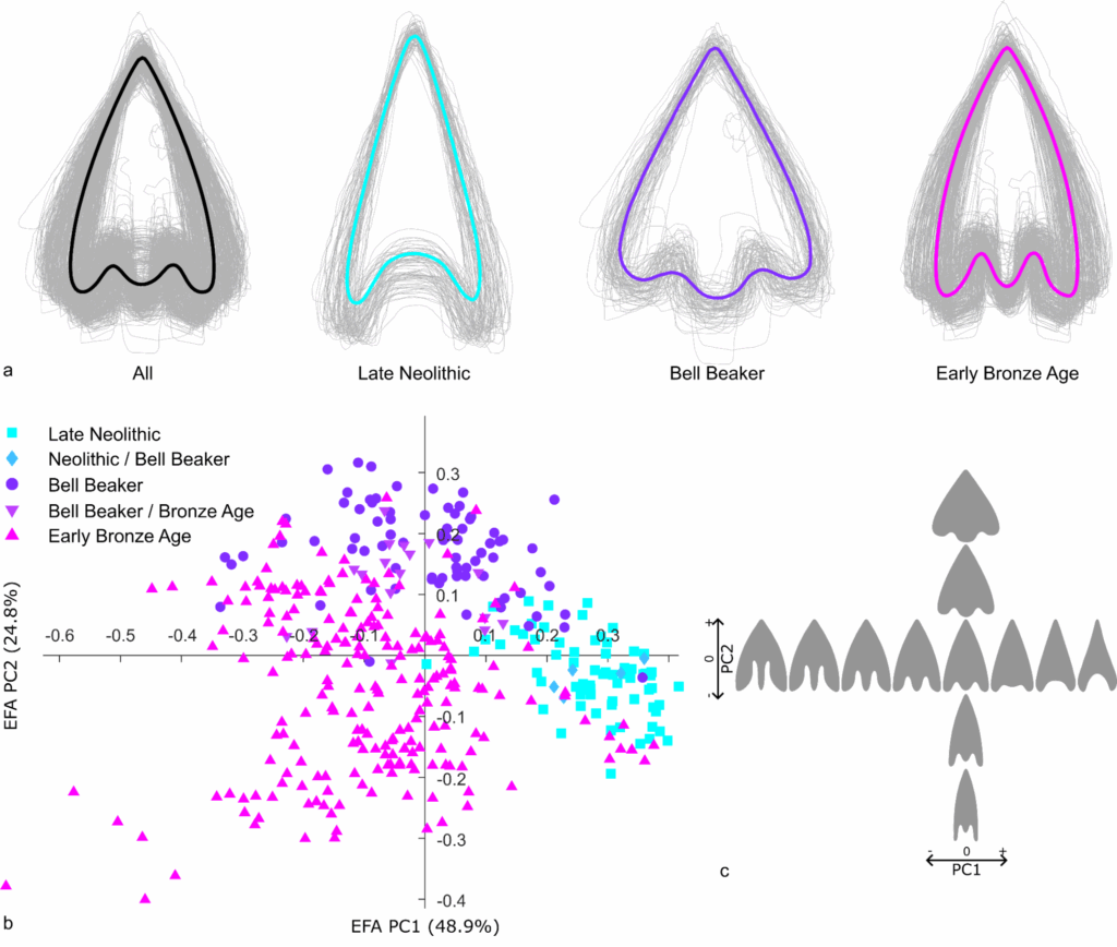 The AutArch software can also extract the outline of artefacts from catalogues, such as arrowheads, allowing for various shape analyses. (© Klein et al. 2025)