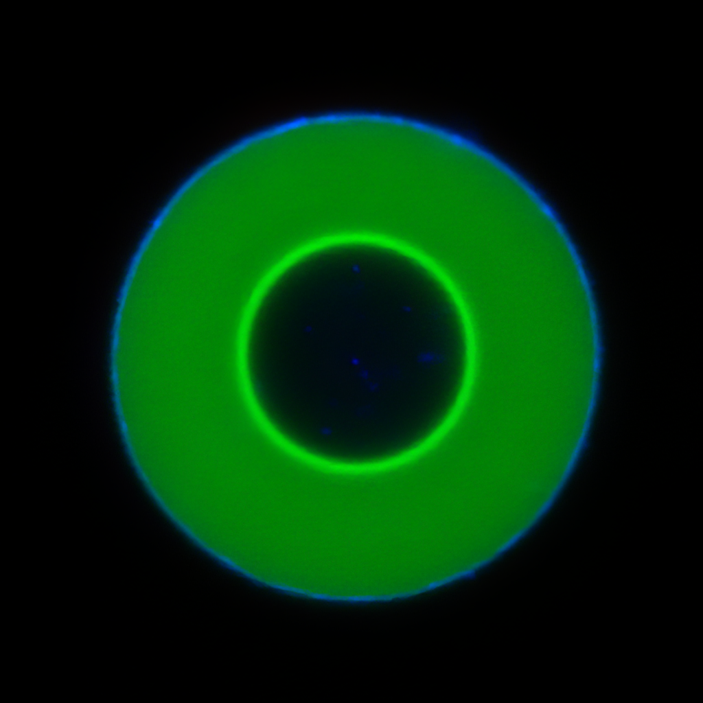 A wave of 'guest molecules' (light green) on its way into the center of a DNA droplet (photo/©: Weixiang Chen)