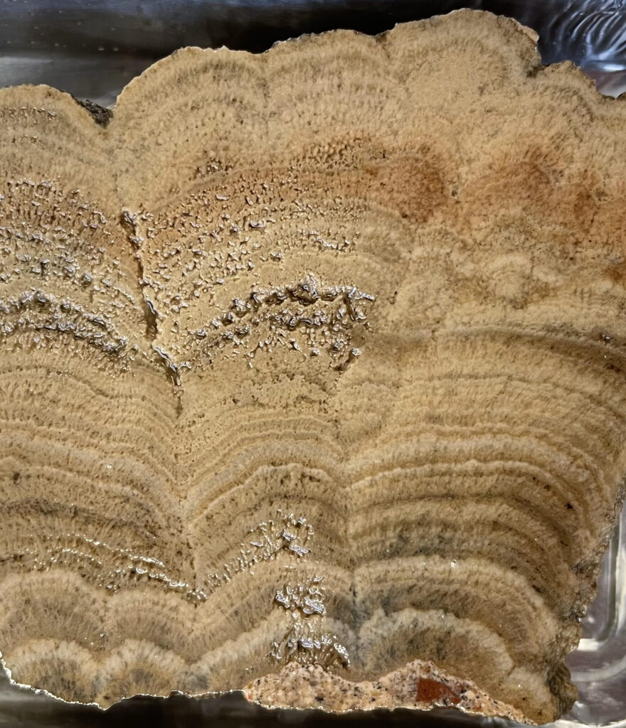 Carbonate sample from the roof of the Roman baths in Arles (photo/©: Cees Passchier)