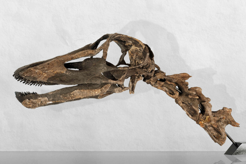 Skull with teeth of a <em>Kaatedocus siberi</em> found at Howe Ranch, Wyoming, USA (© Sauriermuseum Aathal)