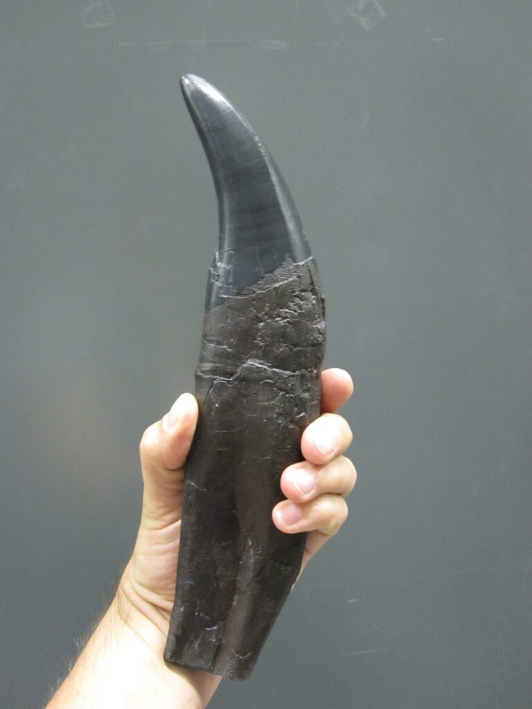 Tooth of a <em>Tyrannosaurus rex</em> that was excavated in Alberta, Canada (photo/©: Thomas Tütken)