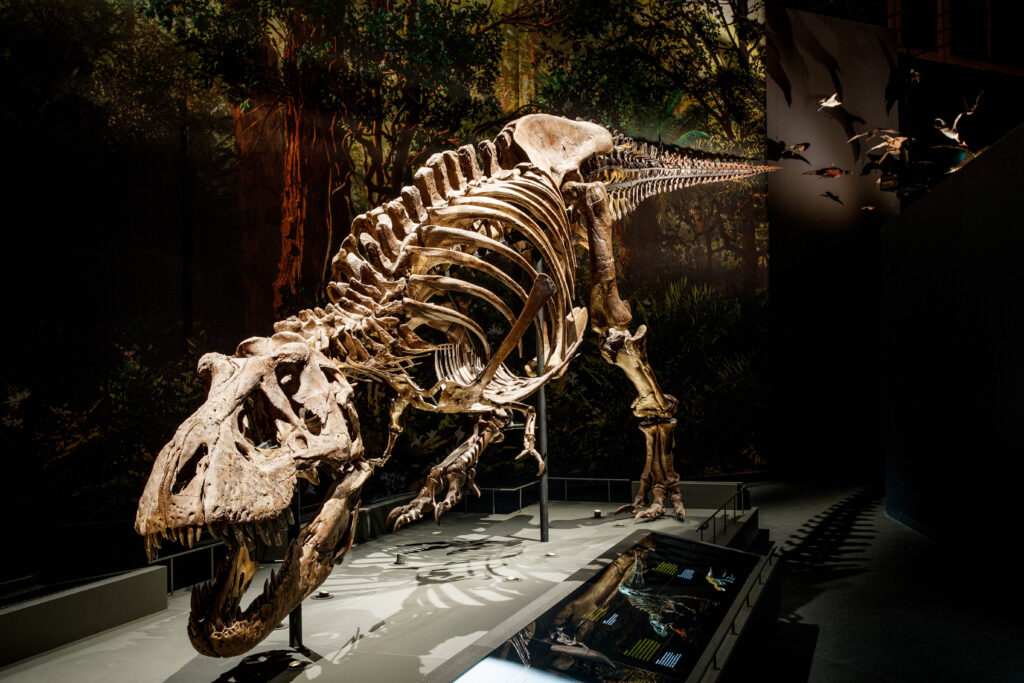 Skeleton of a <em>Tyrannosaurus rex</em> discovered at Murray Ranch, Montana, USA (© Naturalis Biodiversity Center)