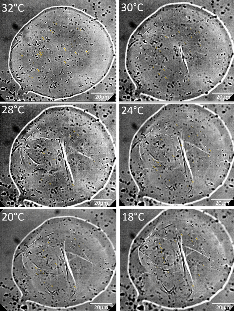With a decrease in measurement temperature, the wax layer protecting ants from dehydration and serving them for communication purposes forms increasingly solid gel structures. (photo/©: Selina Huthmacher)