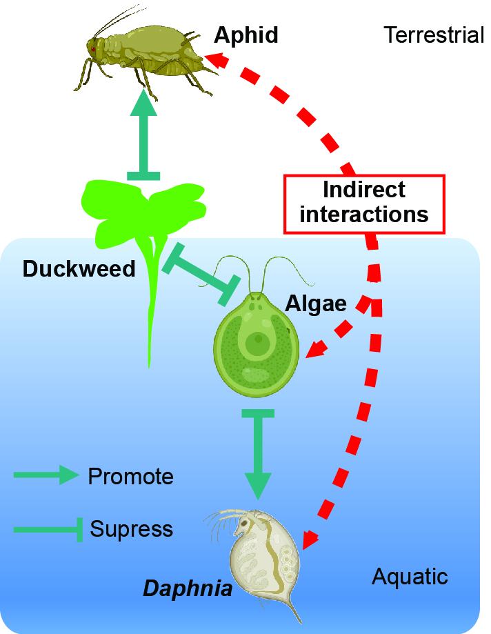Organisms living in terrestrial and aquatic habitats can influence each other through indirect ecological interactions. (ill./©: Shuqing Xu, icons from biorender.com)