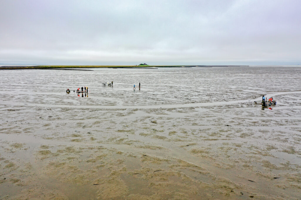 Examining the remains of the former church of Rungholt in the tidal flats off Hallig Südfall (photo/©: Dirk Bienen-Scholt)
