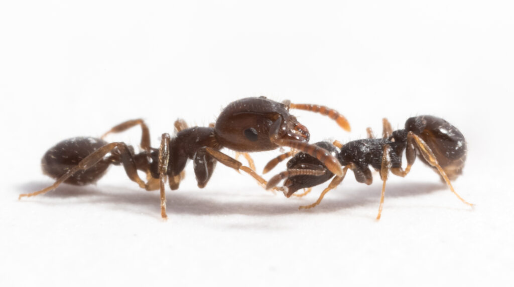 The "slave-making ant" Temnothorax americanus (left) and its host Temnothorax longispinosus (photo/©: Romain Libbrecht)