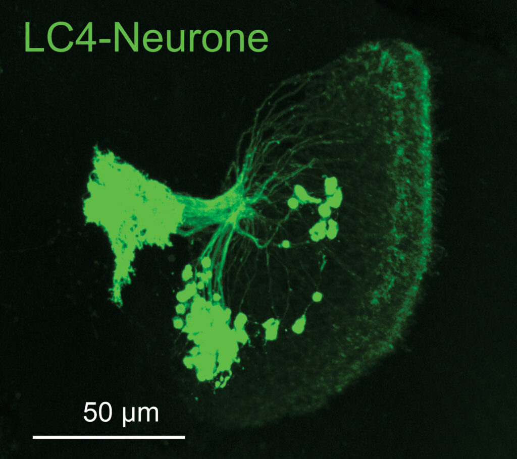 LC4 neuron cluster in the <i>Drosophila</i> fly brain. One cluster consists of approximately 80 neurons. (photo/©: Carsten Duch)