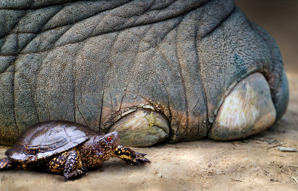 This is what the scenery might have looked like around 125,000 years ago: a European pond turtle (<i>Emys orbicularis</i>) next to the foot of a European straight-tusked elephant (<i>Palaeoloxodon antiquus</i>) (ill./©: Nicole Viehofer / MONREPOS – LEIZA)