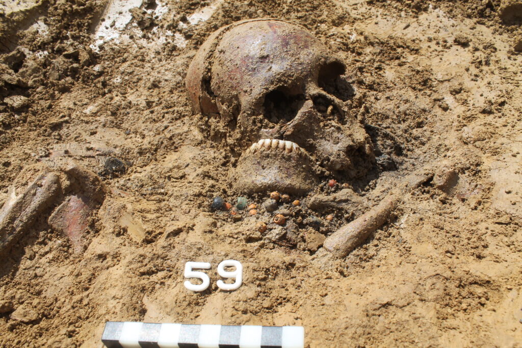 A woman's skull, approximately 1,400 years old, discovered during the excavation of her grave in what is now Ergoldsbach. Using a tiny bone fragment from the skull, palaeogeneticists at JGU reconstructed the deceased's complete genome. (photo/©: Richter/Kreisarchäologie Landshut)