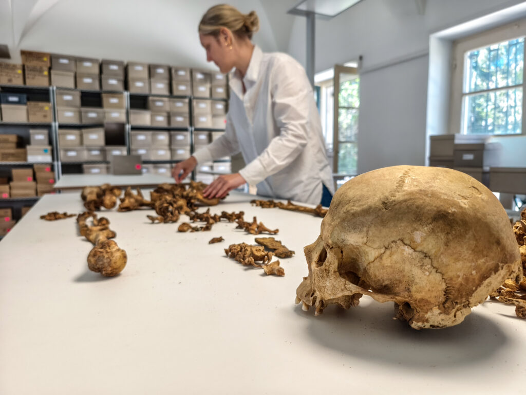 Anthropological analysis of a skeleton from the early medieval site at Altheim near Landshut at the State Collection for Anthropology Munich (SAM) (photo/©: Harbeck/SAM)