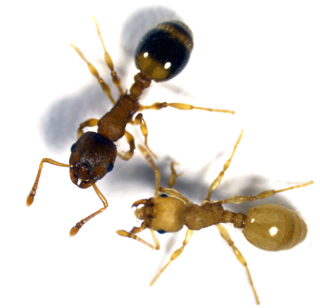 The photo shows a worker ant of the species Temnothorx nylanderi infected with the tapeworm Anomotaenia brevis, recognizable by its yellowish coloration, alongside an uninfected worker (photo/©: Susanne Foitzik)