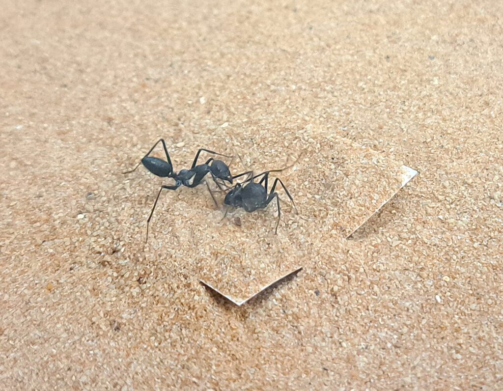 The photo shows how a worker ant of the species <i>Cataglyphis niger</i> attempts to free a restrained nestmate during a behavioral test. (photo/©: Susanne Foitzik)
