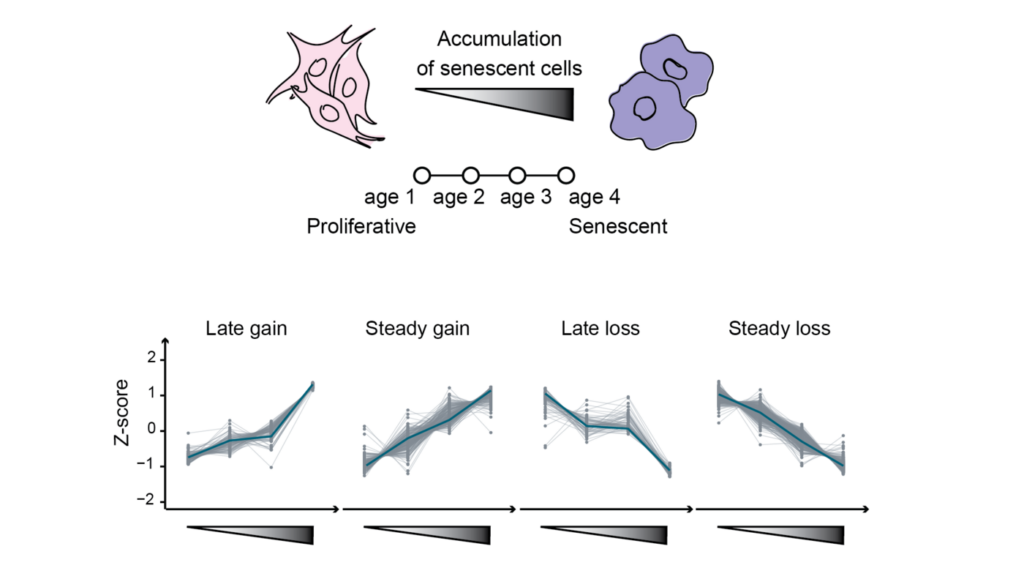 Proteomics analysis reveals coordinated changes during senescence. (ill./©: IMB)